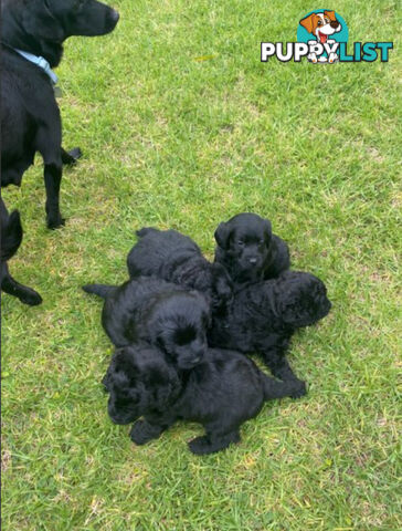 Miniature Labradoodles Puppies