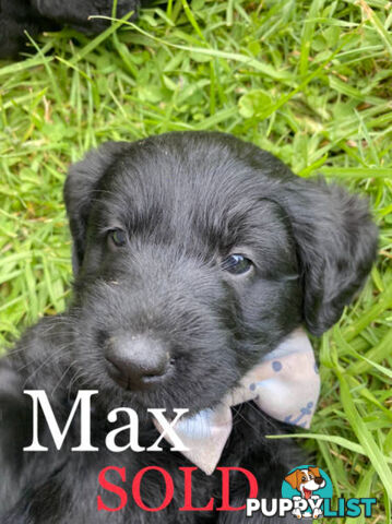 Miniature Labradoodles Puppies