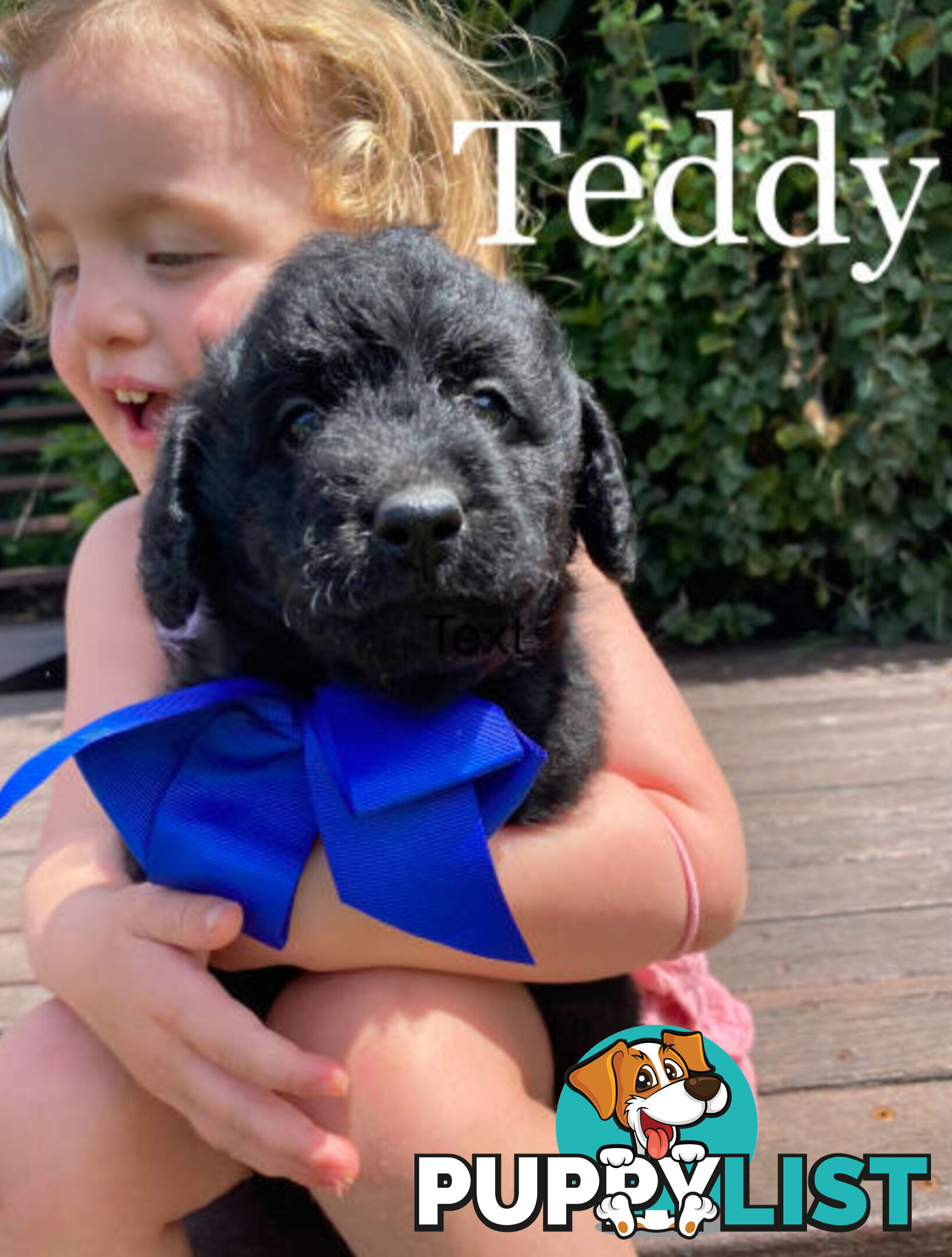 Miniature Labradoodles Puppies