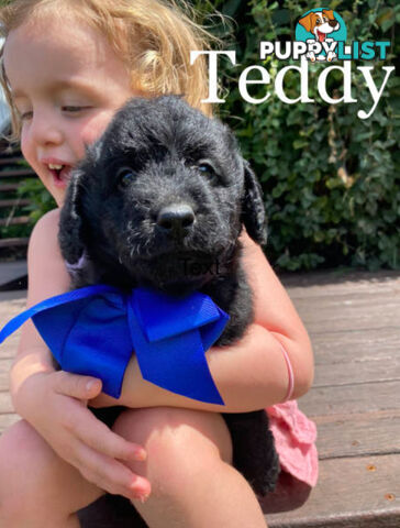 Miniature Labradoodles Puppies