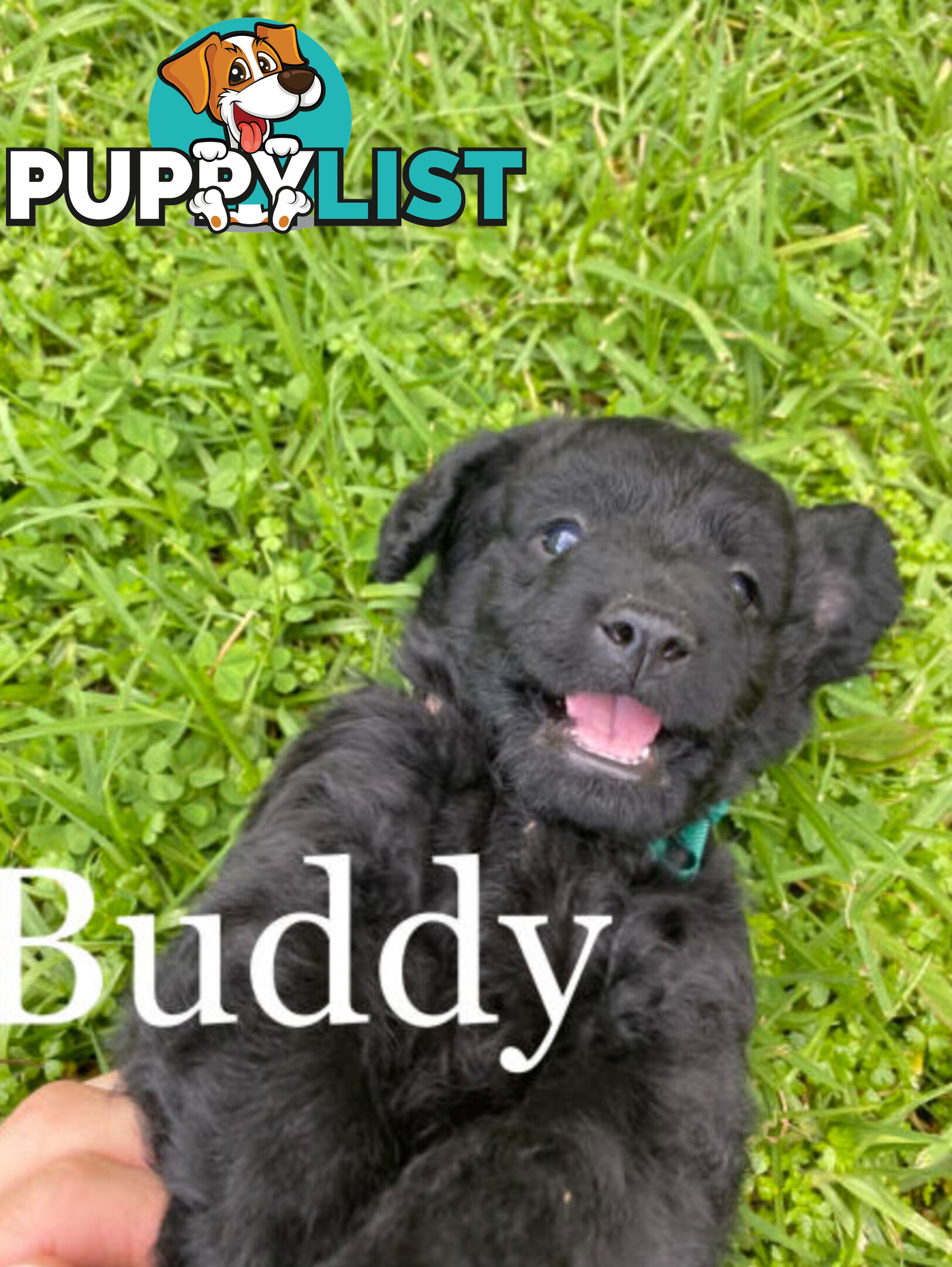 Miniature Labradoodles Puppies