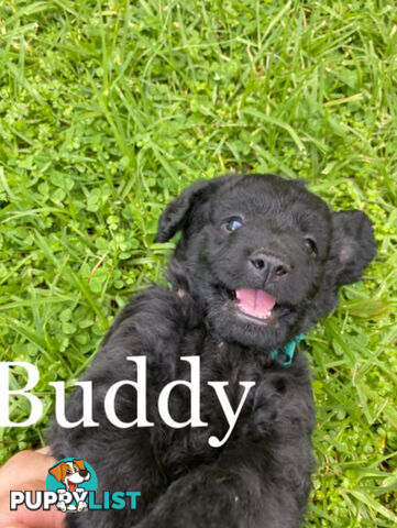 Miniature Labradoodles Puppies