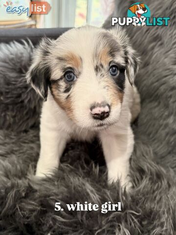 Border Collies For Sale