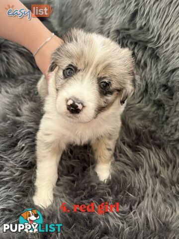 Border Collies For Sale