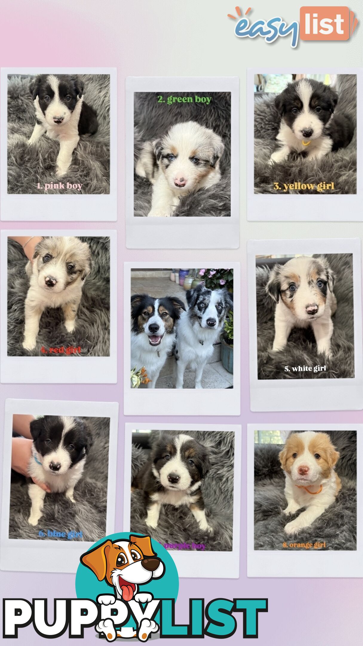 Border Collies For Sale