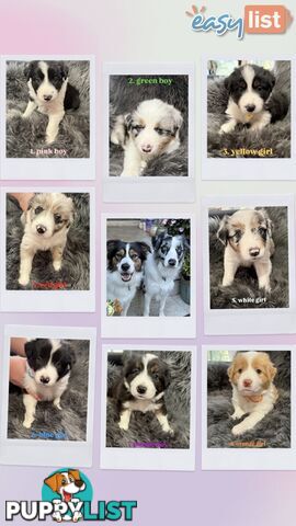 Border Collies For Sale