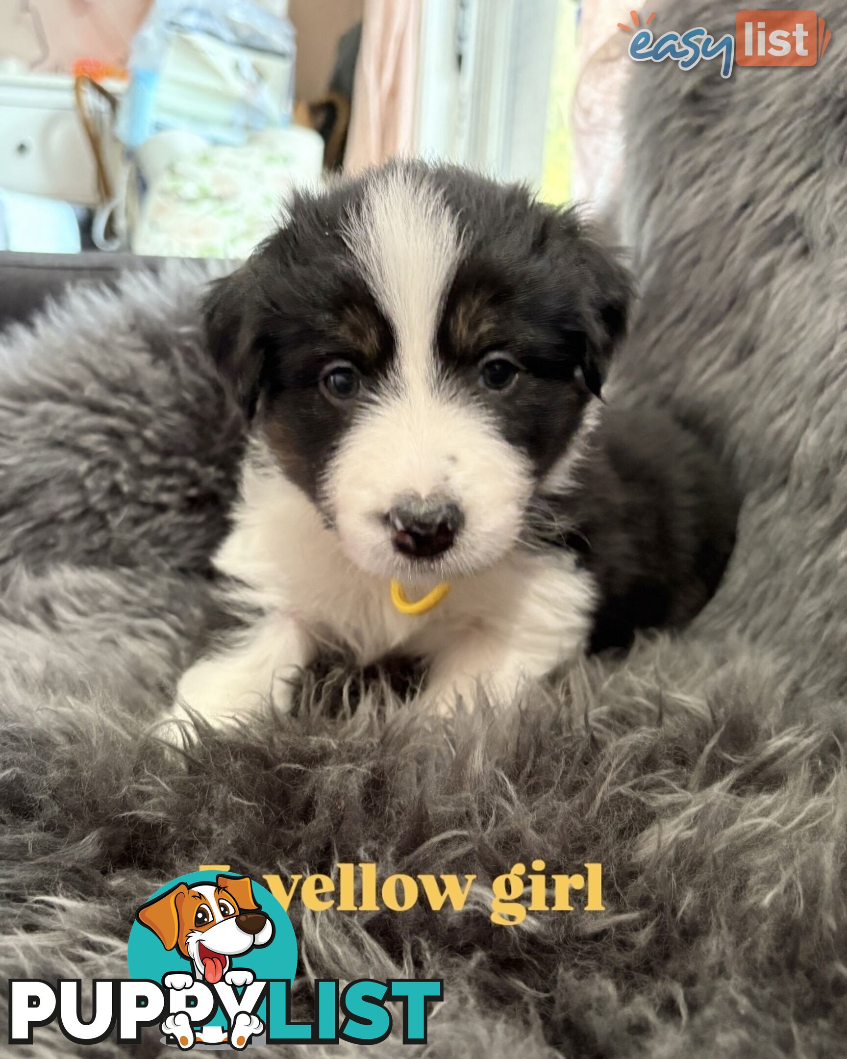 Border Collies For Sale