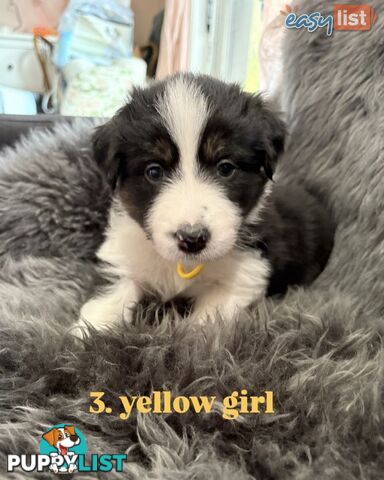 Border Collies For Sale