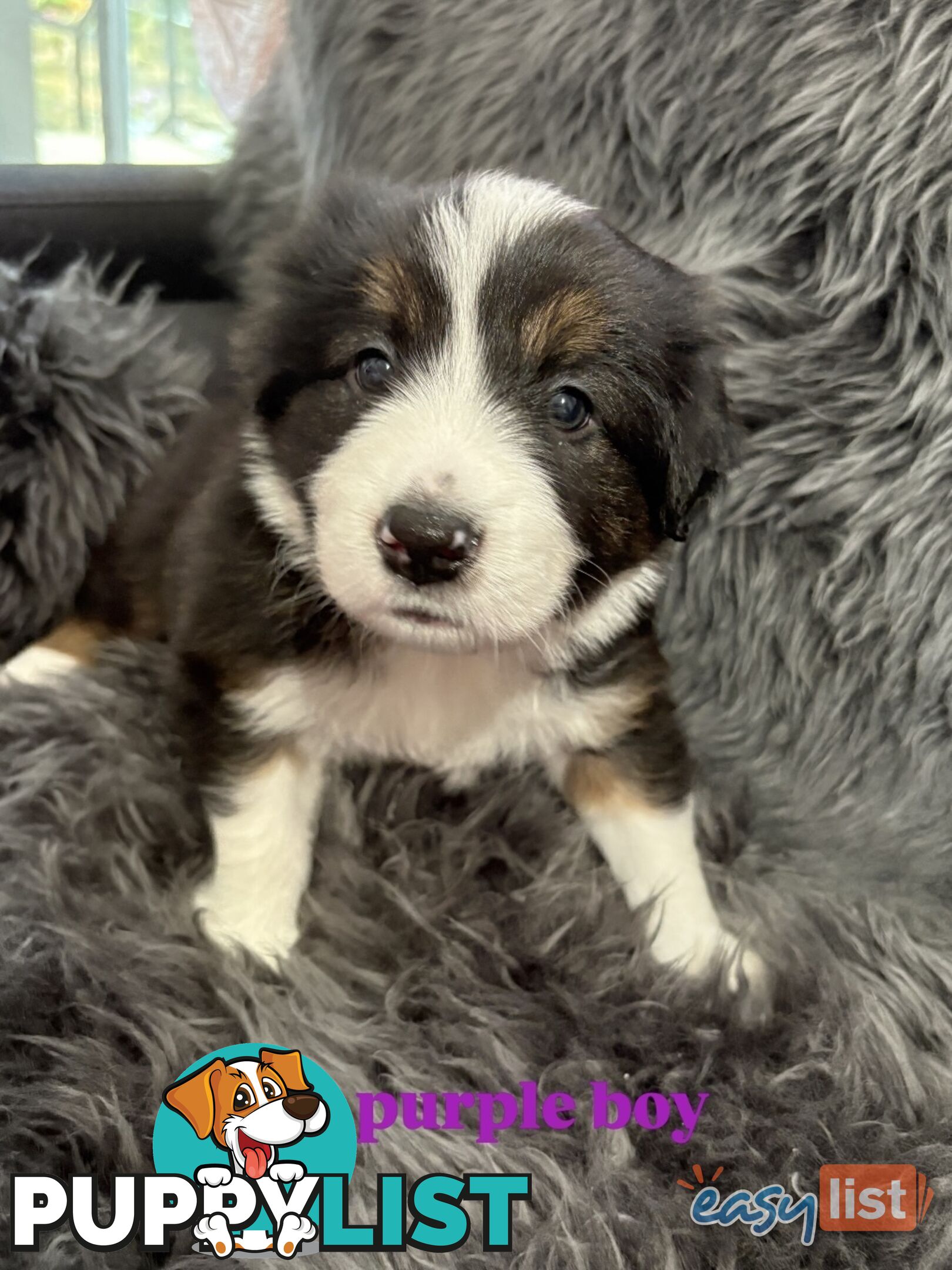 Border Collies For Sale