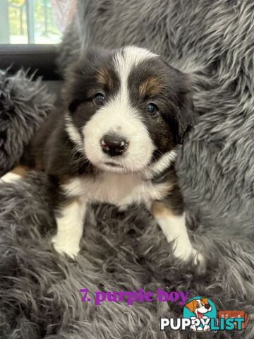 Border Collies For Sale