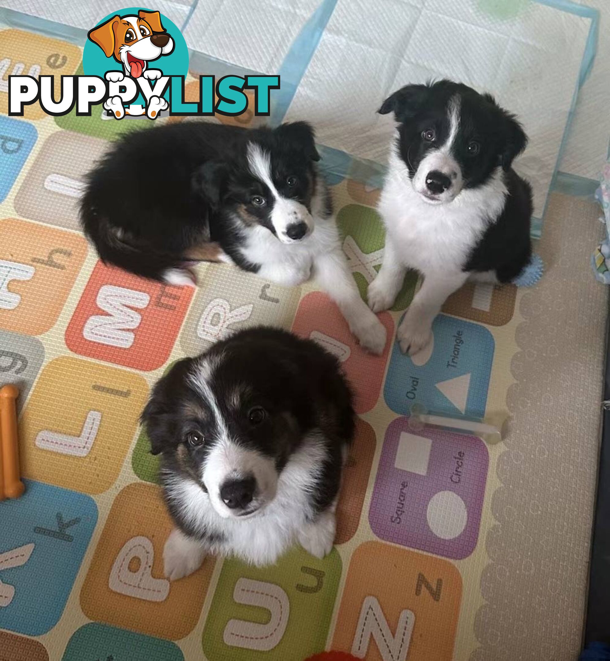 Border Collies puppies ONLY 3 LEFT