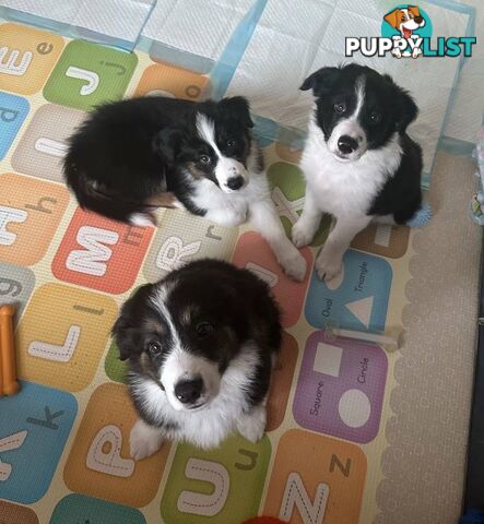 Border Collies puppies ONLY 3 LEFT