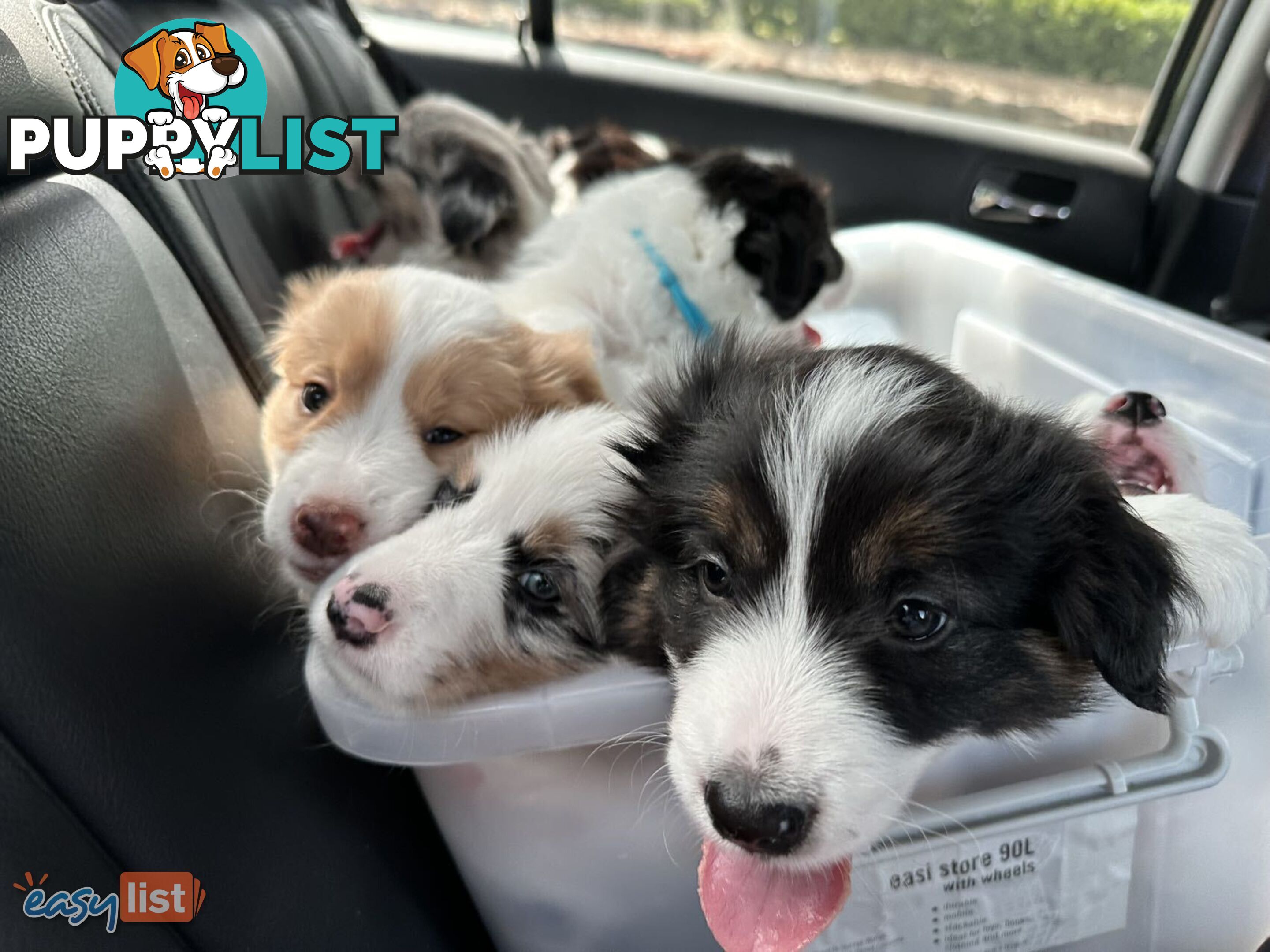 Border Collies For Sale