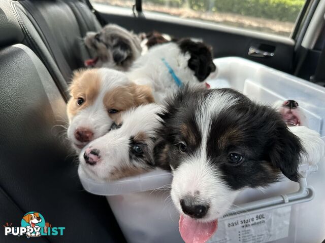 Border Collies For Sale