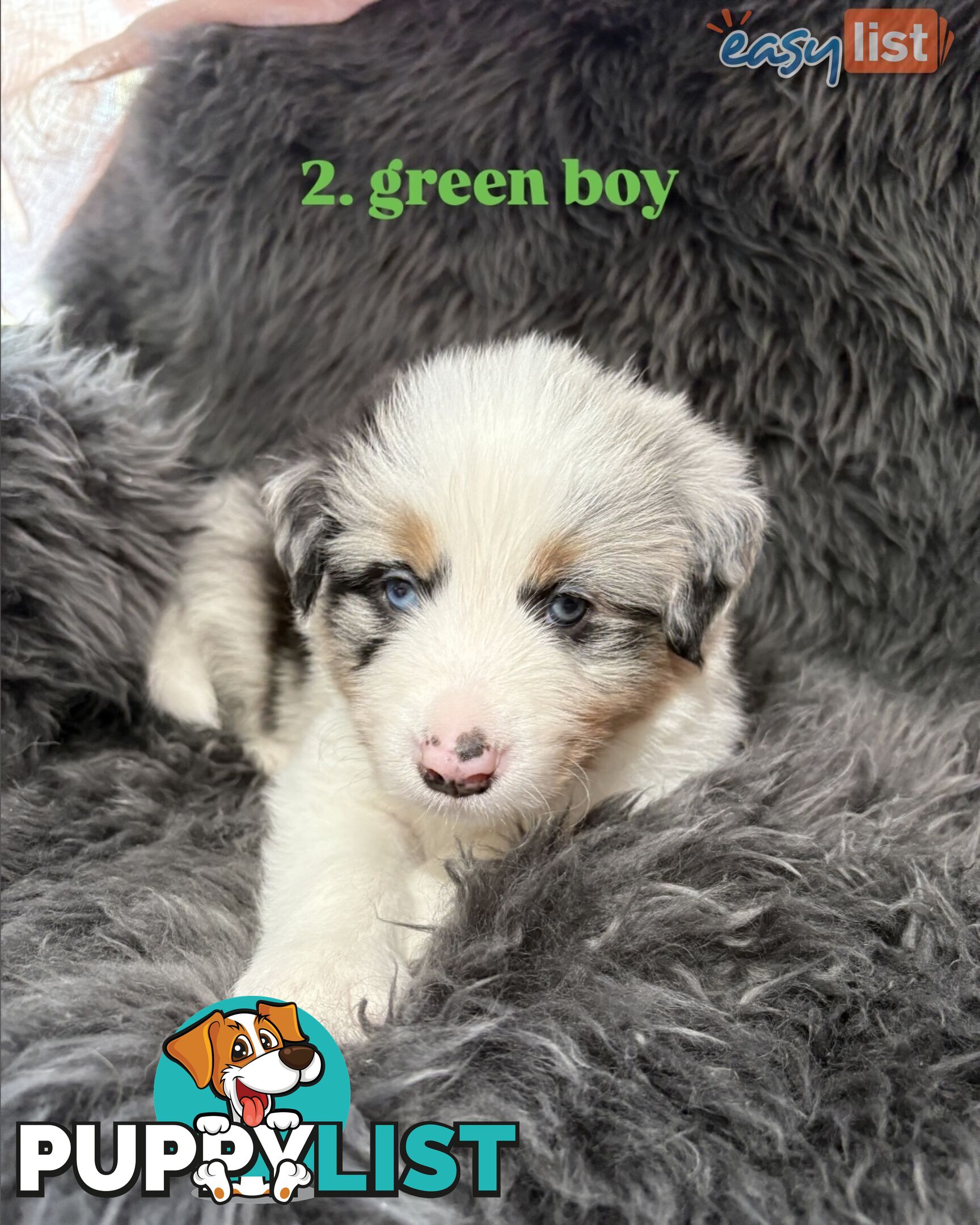 Border Collies For Sale