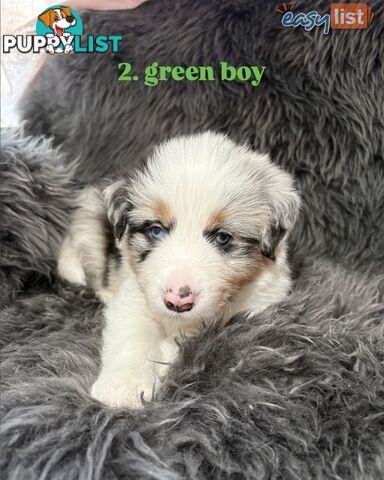 Border Collies For Sale