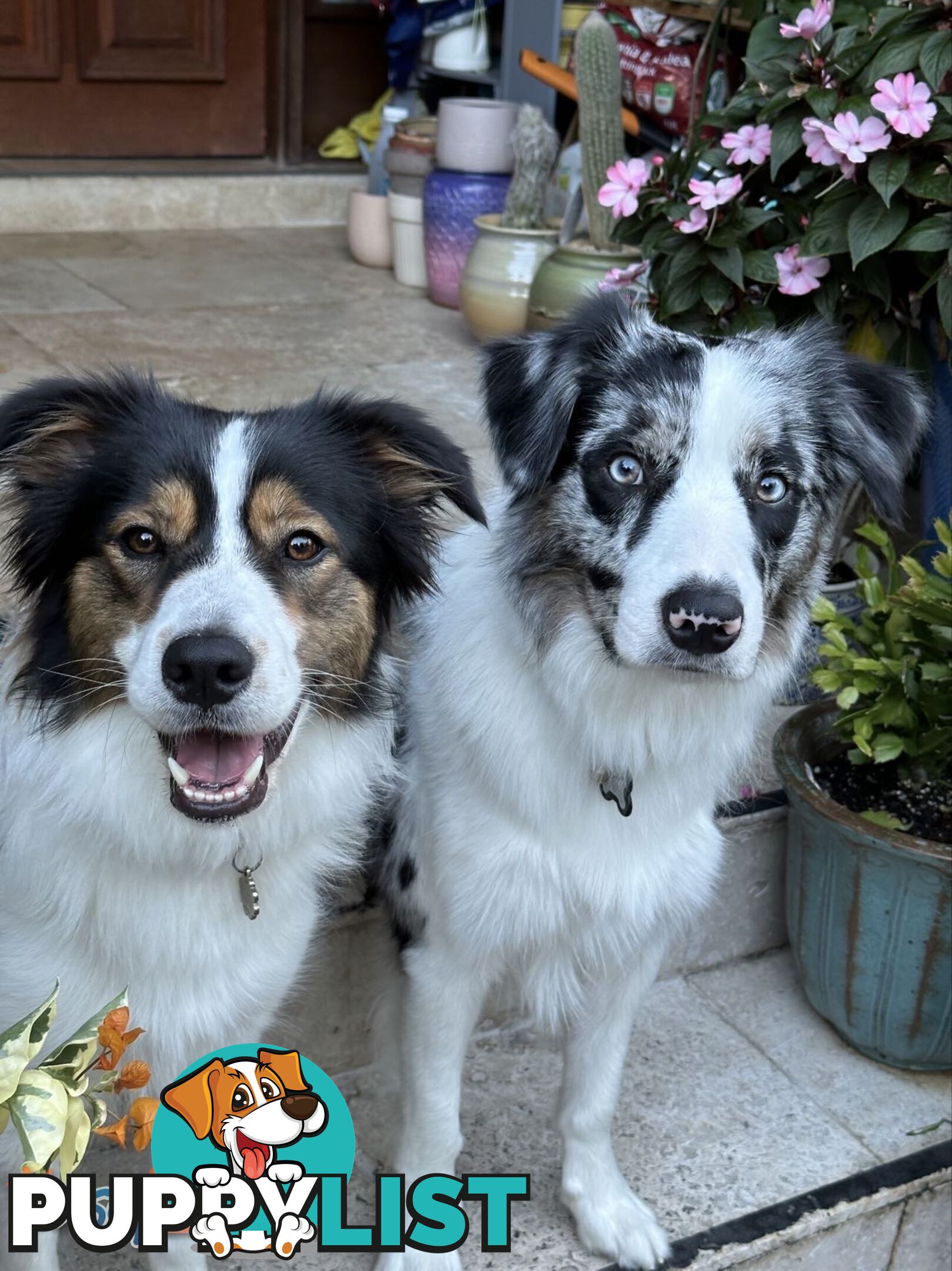 Border Collies For Sale