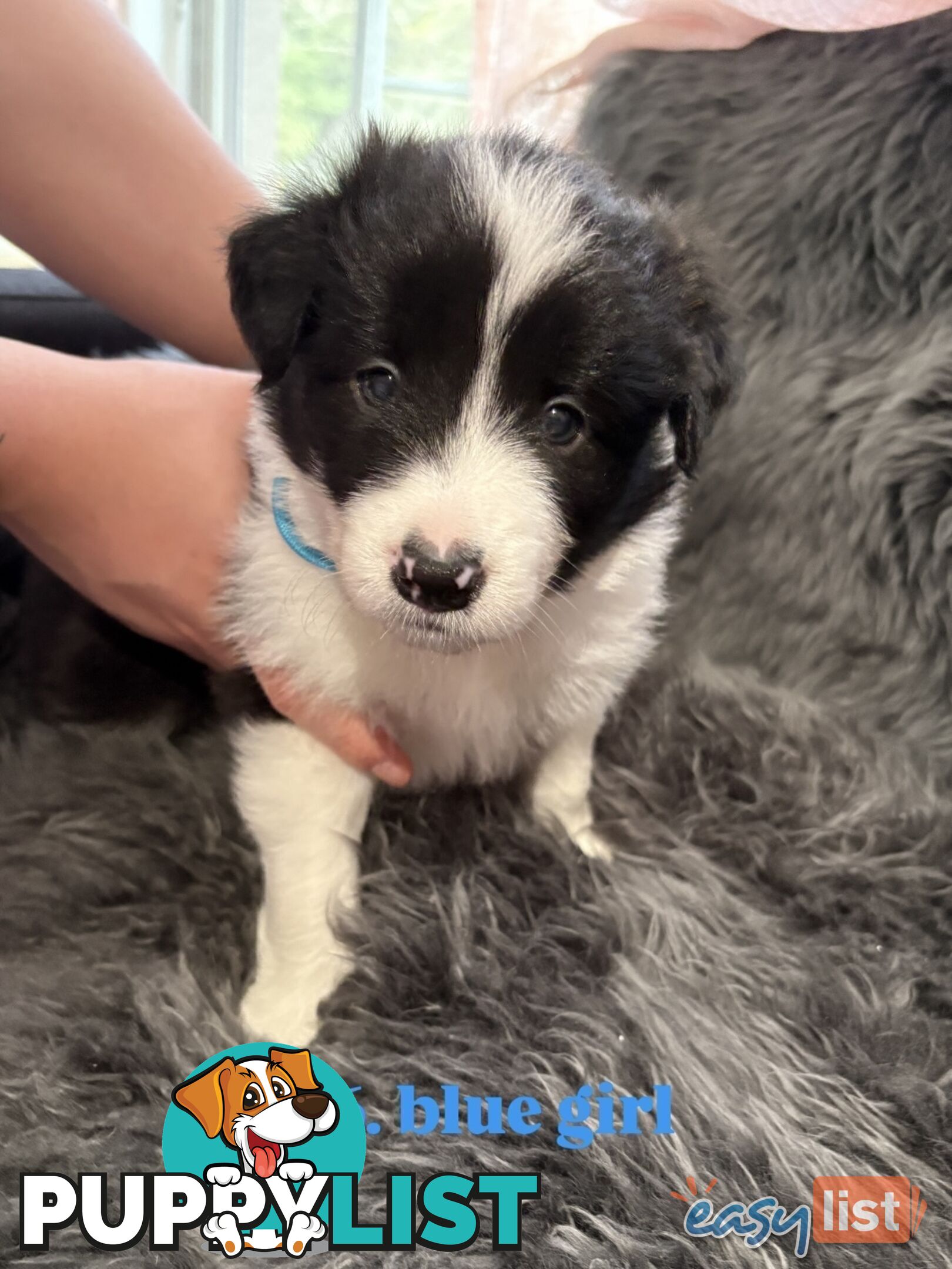 Border Collies For Sale