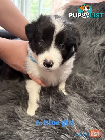 Border Collies For Sale