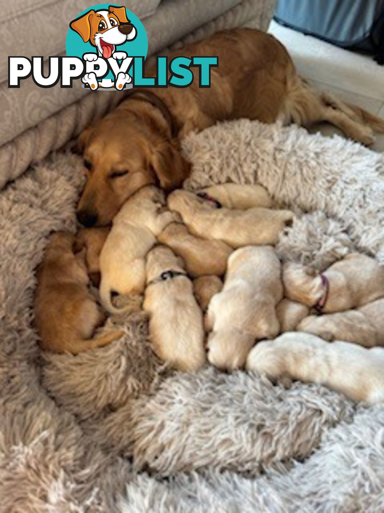 PAPERED PUREBRED GOLDEN RETRIEVER PUPPIES