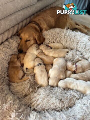 PAPERED PUREBRED GOLDEN RETRIEVER PUPPIES