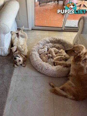 PAPERED PUREBRED GOLDEN RETRIEVER PUPPIES