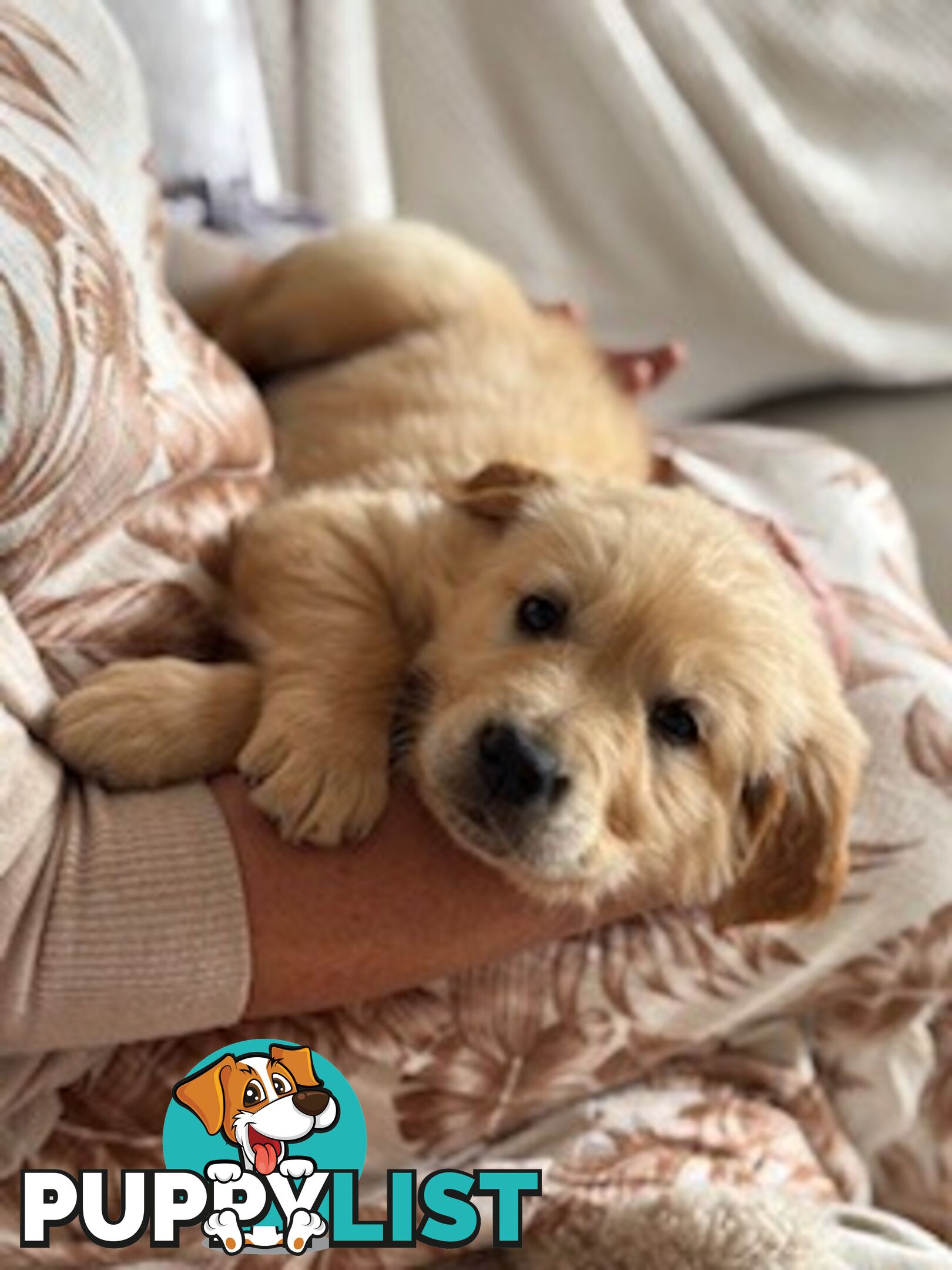 PAPERED PUREBRED GOLDEN RETRIEVER PUPPIES