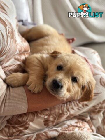 PAPERED PUREBRED GOLDEN RETRIEVER PUPPIES