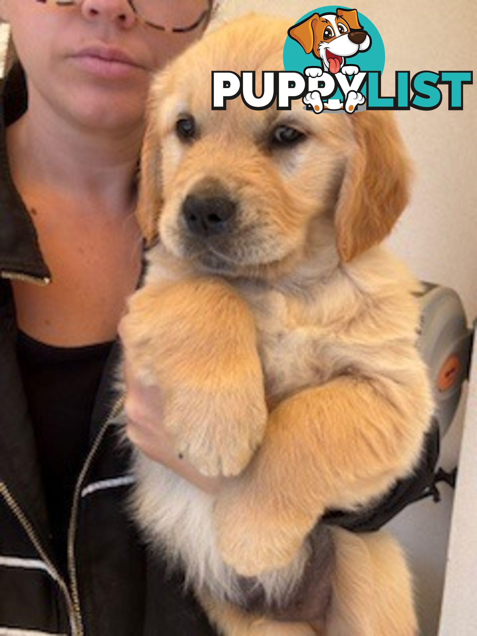 PAPERED PUREBRED GOLDEN RETRIEVER PUPPIES