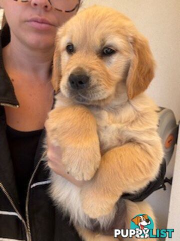 PAPERED PUREBRED GOLDEN RETRIEVER PUPPIES