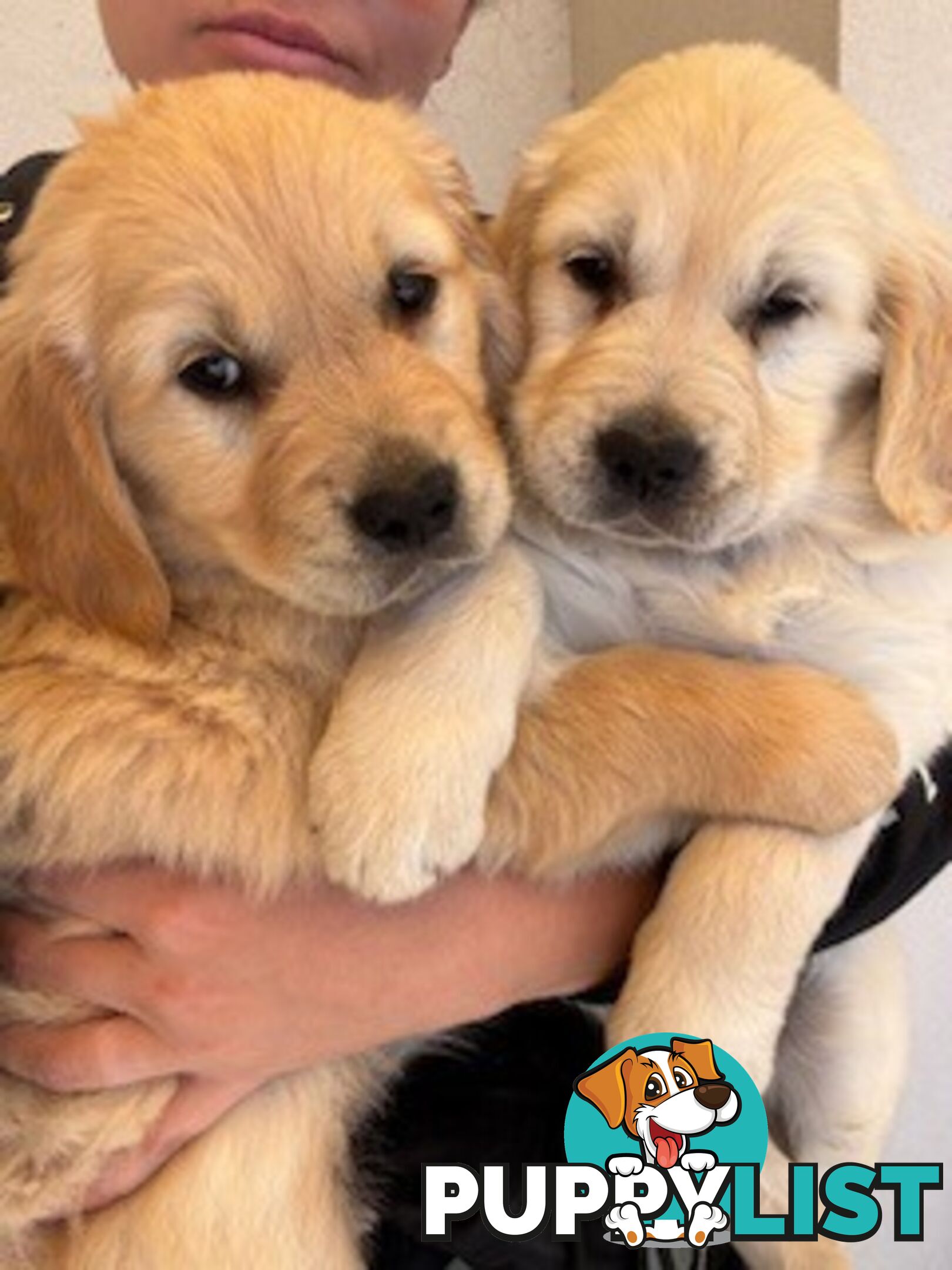 PAPERED PUREBRED GOLDEN RETRIEVER PUPPIES