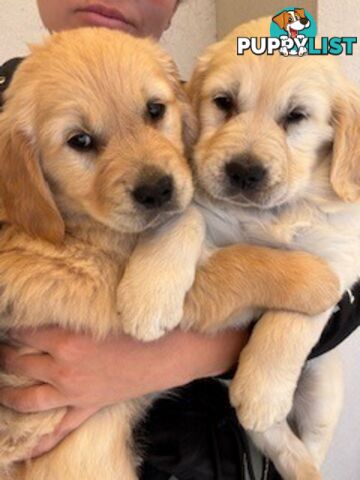 PAPERED PUREBRED GOLDEN RETRIEVER PUPPIES