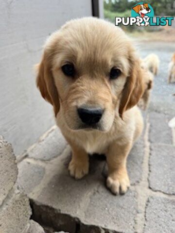 PAPERED PUREBRED GOLDEN RETRIEVER PUPPIES