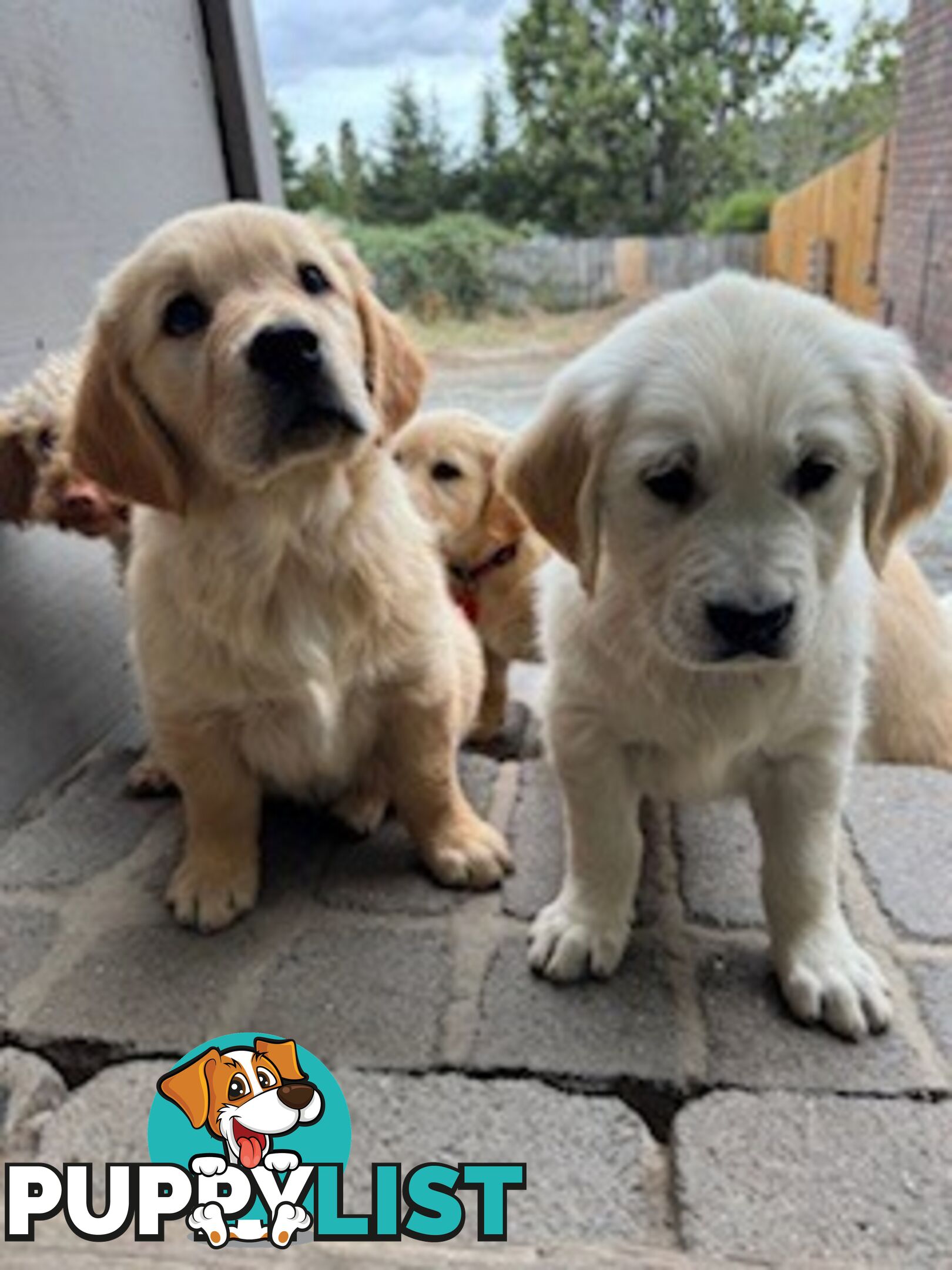 PAPERED PUREBRED GOLDEN RETRIEVER PUPPIES