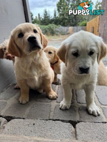 PAPERED PUREBRED GOLDEN RETRIEVER PUPPIES