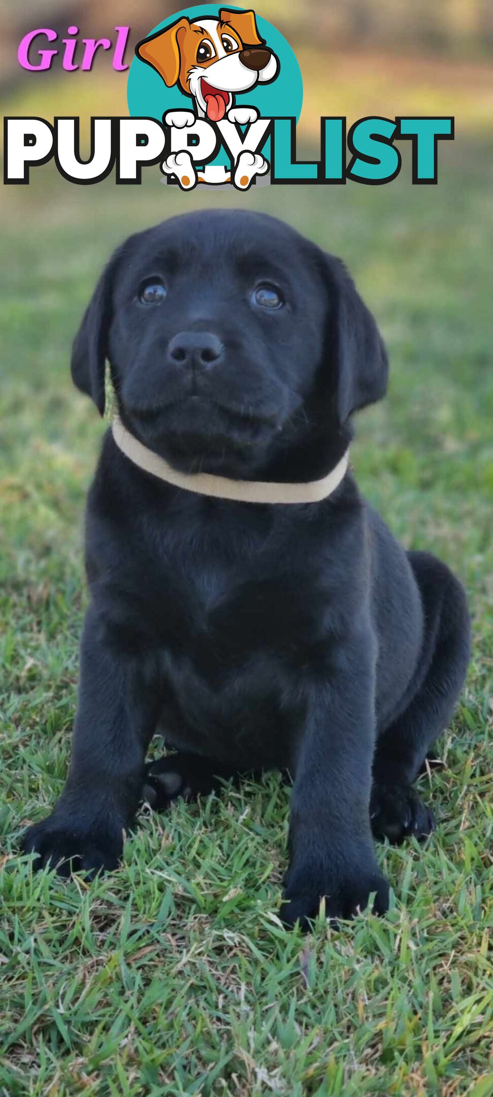 Pure Bred Labrador Puppies