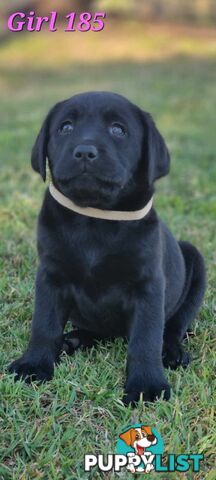 Pure Bred Labrador Puppies