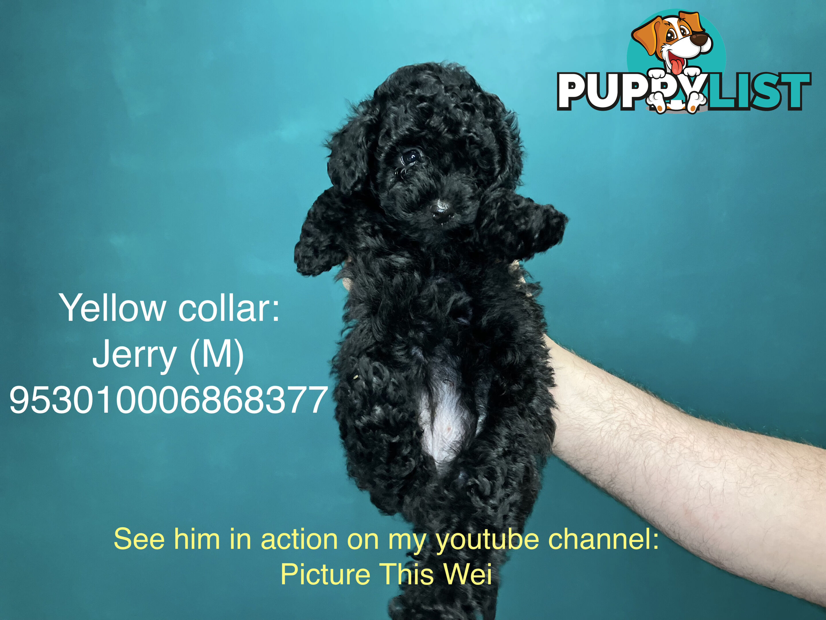 4 Pure-bred Mini/Toy Poodle need homes