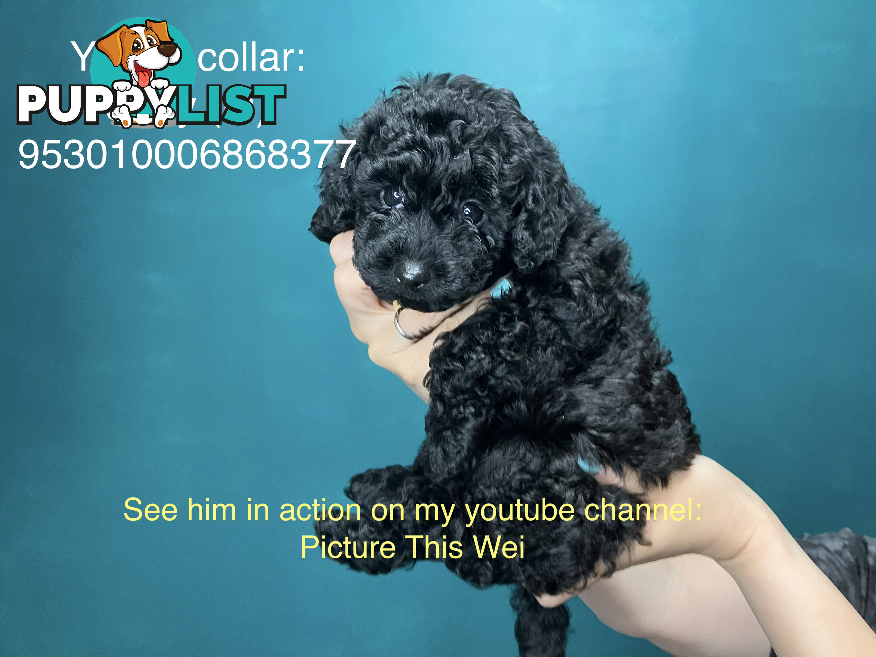 4 Pure-bred Mini/Toy Poodle need homes