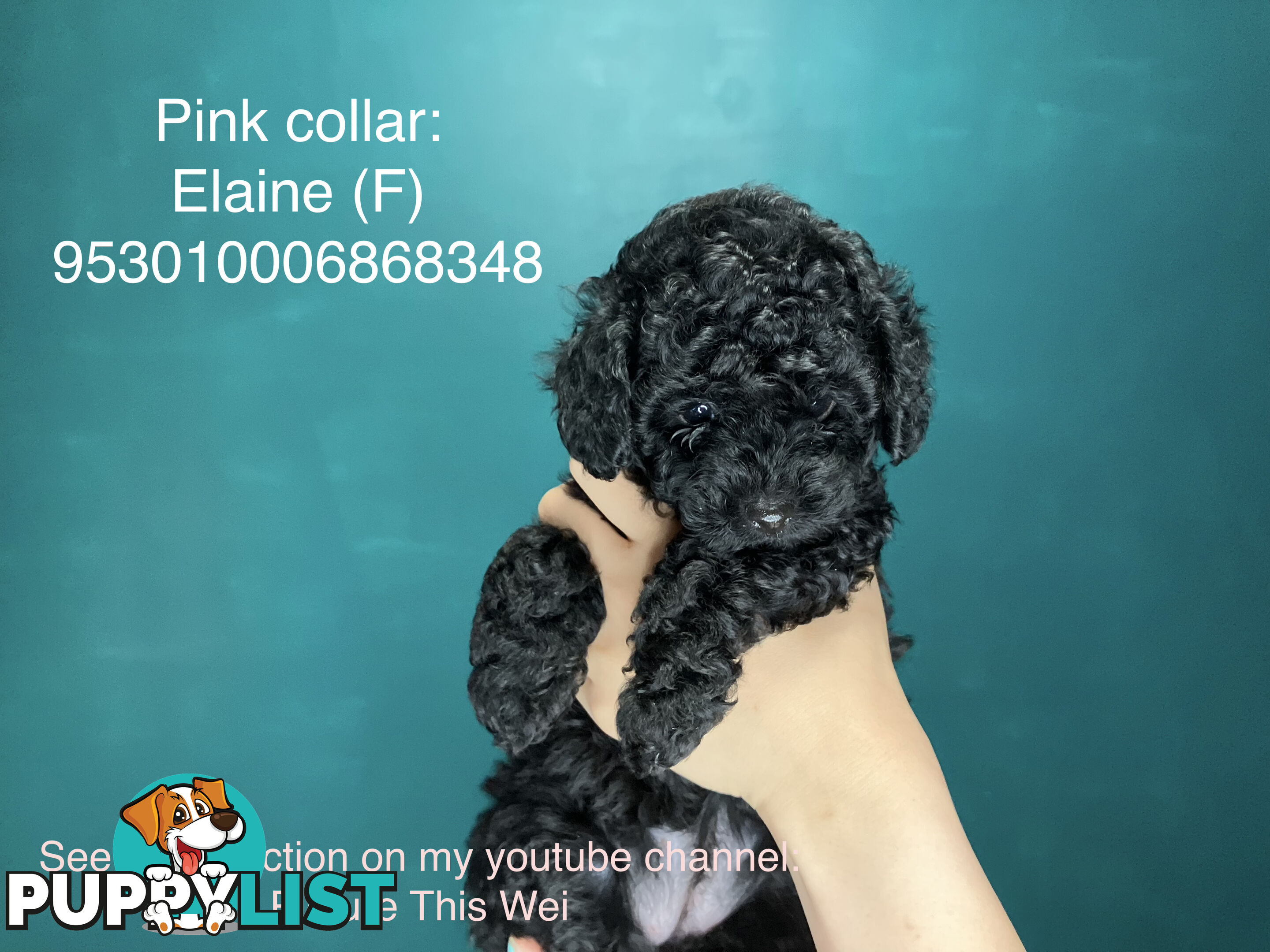 4 Pure-bred Mini/Toy Poodle need homes