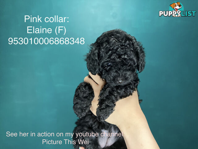 4 Pure-bred Mini/Toy Poodle need homes