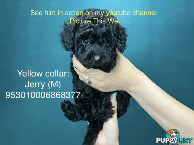 4 Pure-bred Mini/Toy Poodle need homes