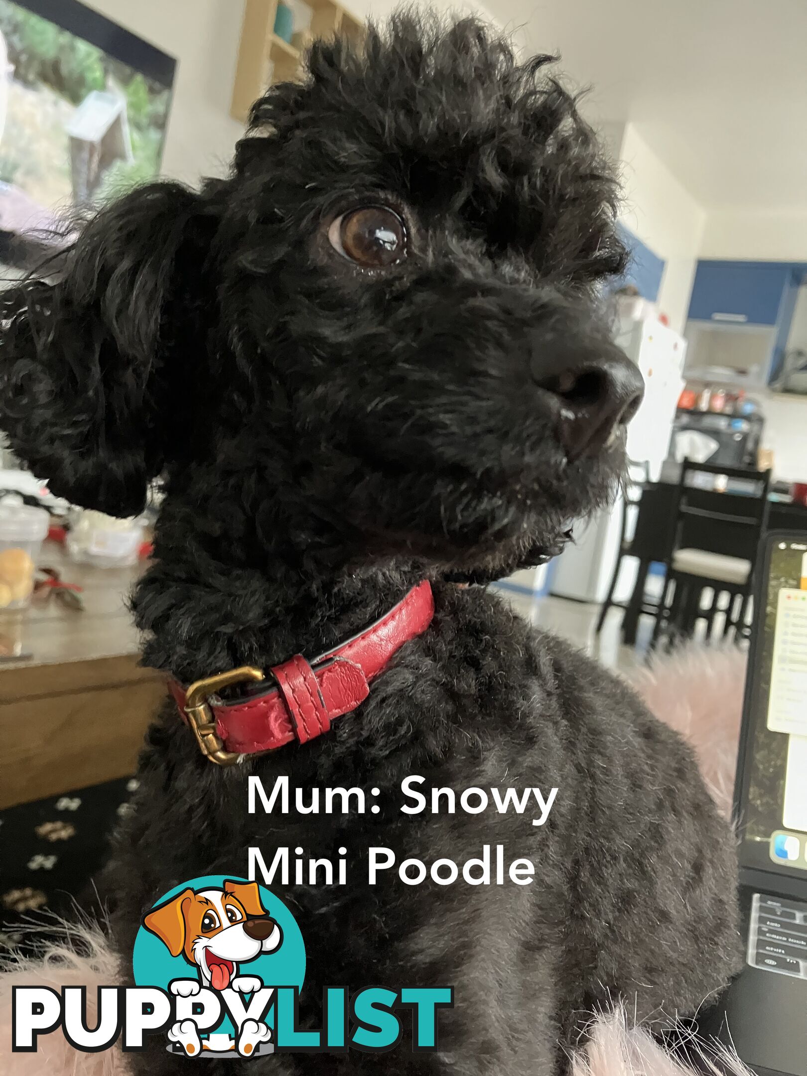 4 Pure-bred Mini/Toy Poodle need homes