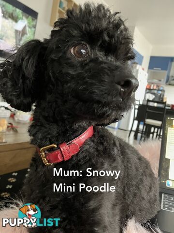 4 Pure-bred Mini/Toy Poodle need homes