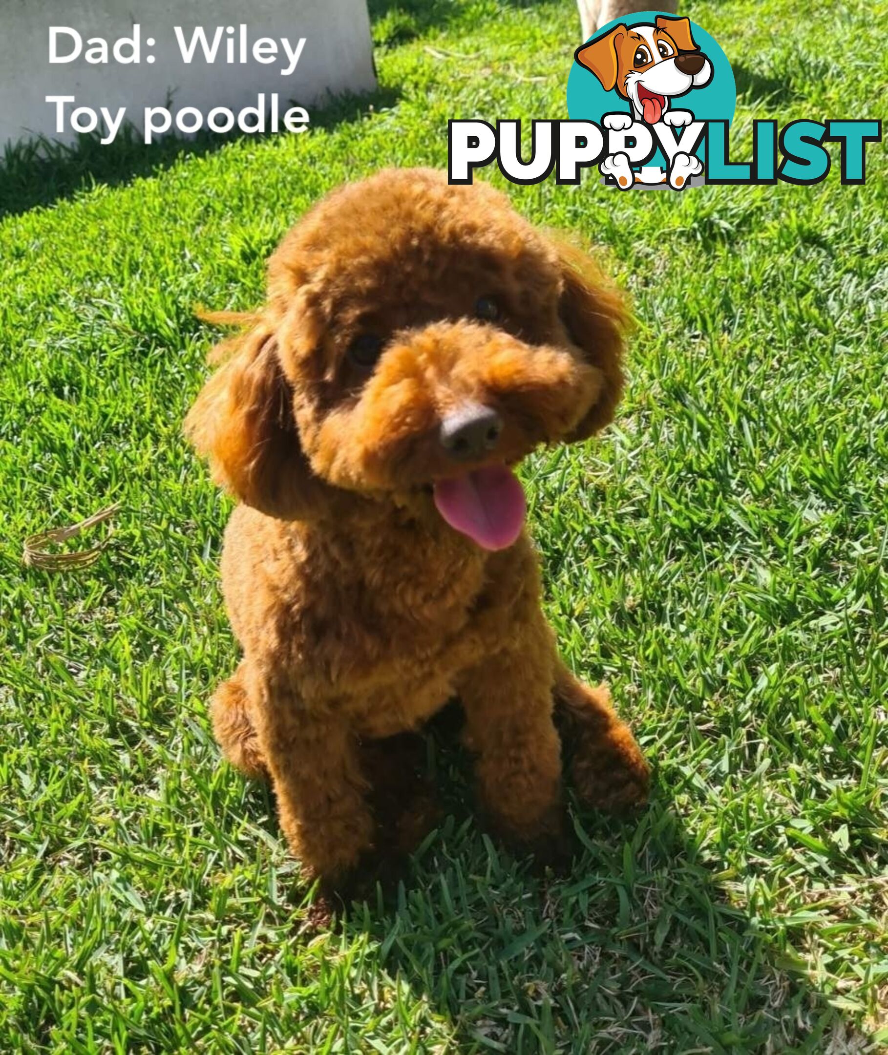 4 Pure-bred Mini/Toy Poodle need homes