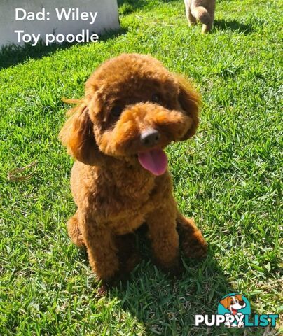 4 Pure-bred Mini/Toy Poodle need homes