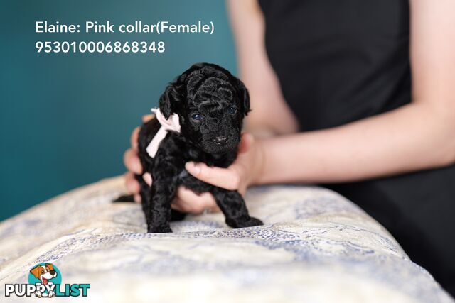 4 Pure-bred Mini/Toy Poodle need homes