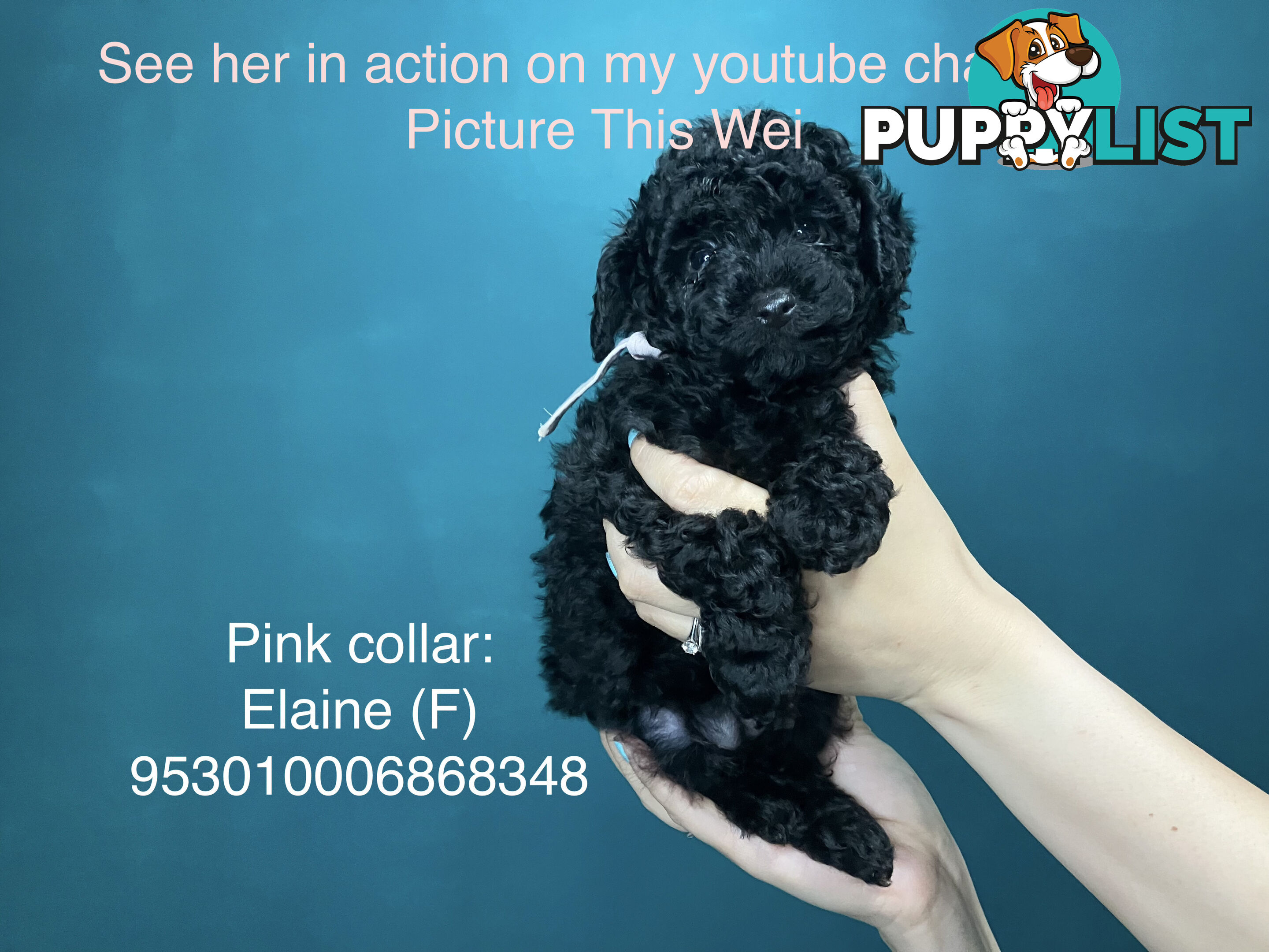 4 Pure-bred Mini/Toy Poodle need homes