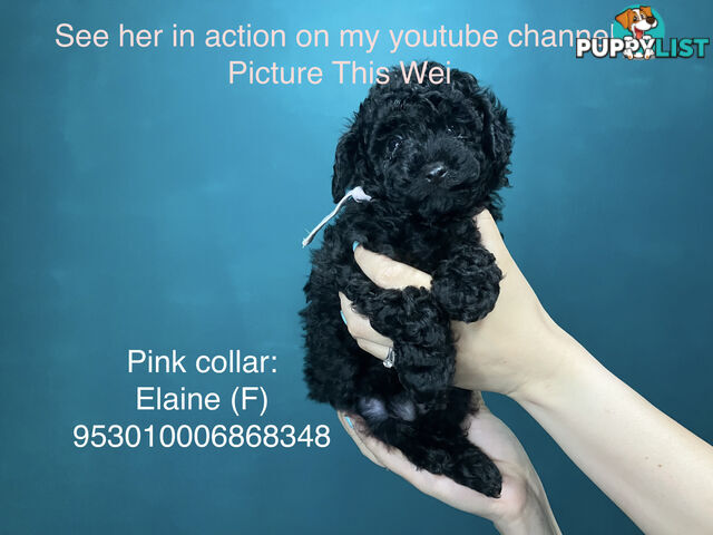 4 Pure-bred Mini/Toy Poodle need homes