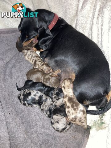 Mini shorthair dachshund puppies